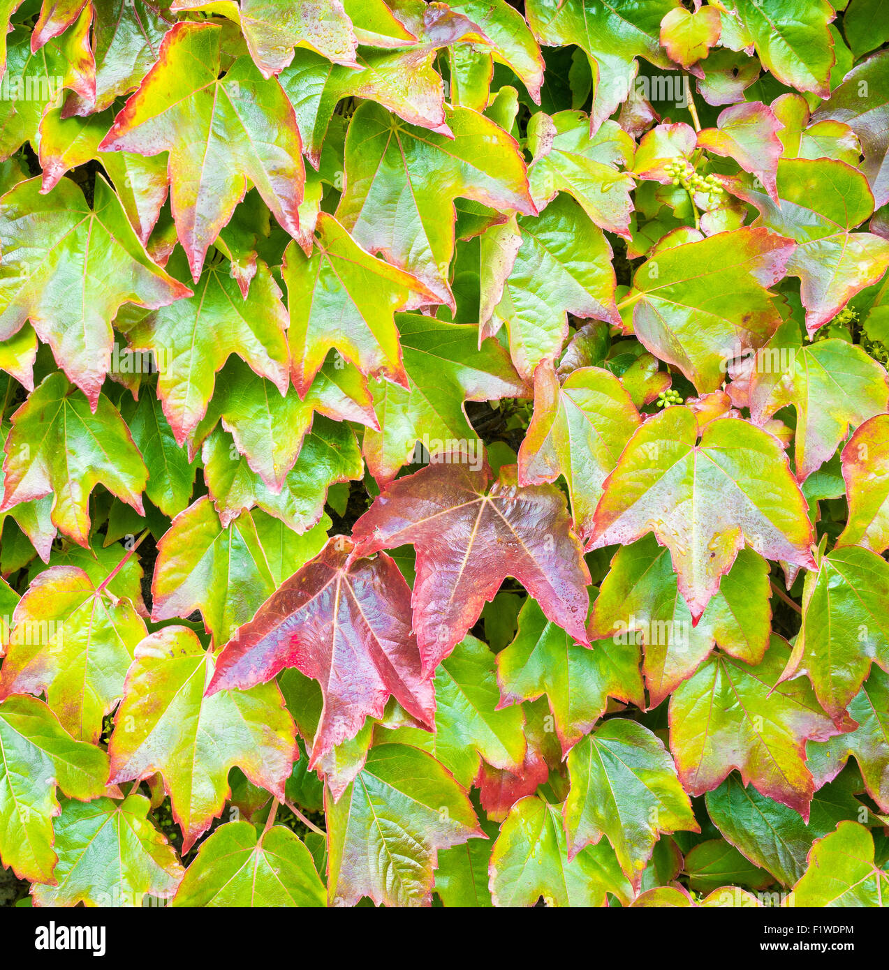 Feuilles de lierre Banque D'Images