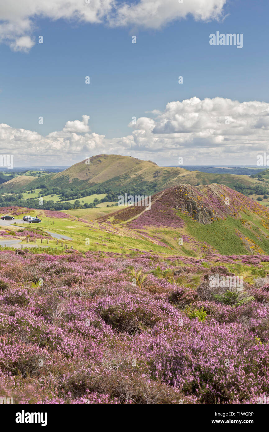 Le heather doublés de Long Mynd, Shropshire Hills Zone de Beauté Naturelle Exceptionnelle, Shropshire, Angleterre, Banque D'Images