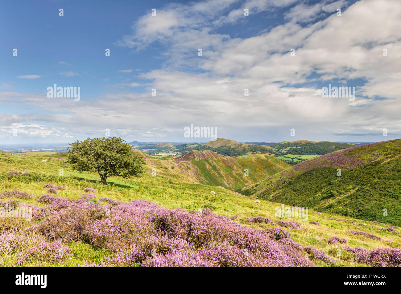 Le heather doublés de Long Mynd, Shropshire Hills Zone de Beauté Naturelle Exceptionnelle, Shropshire, Angleterre, Banque D'Images