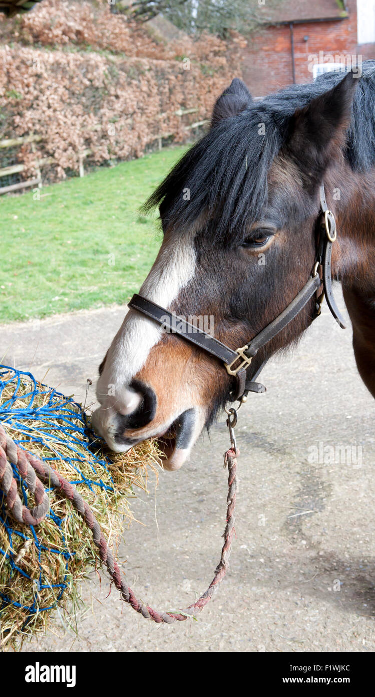 Cheval, bay s/n avec blaze, manger le foin d'un haynet. Banque D'Images