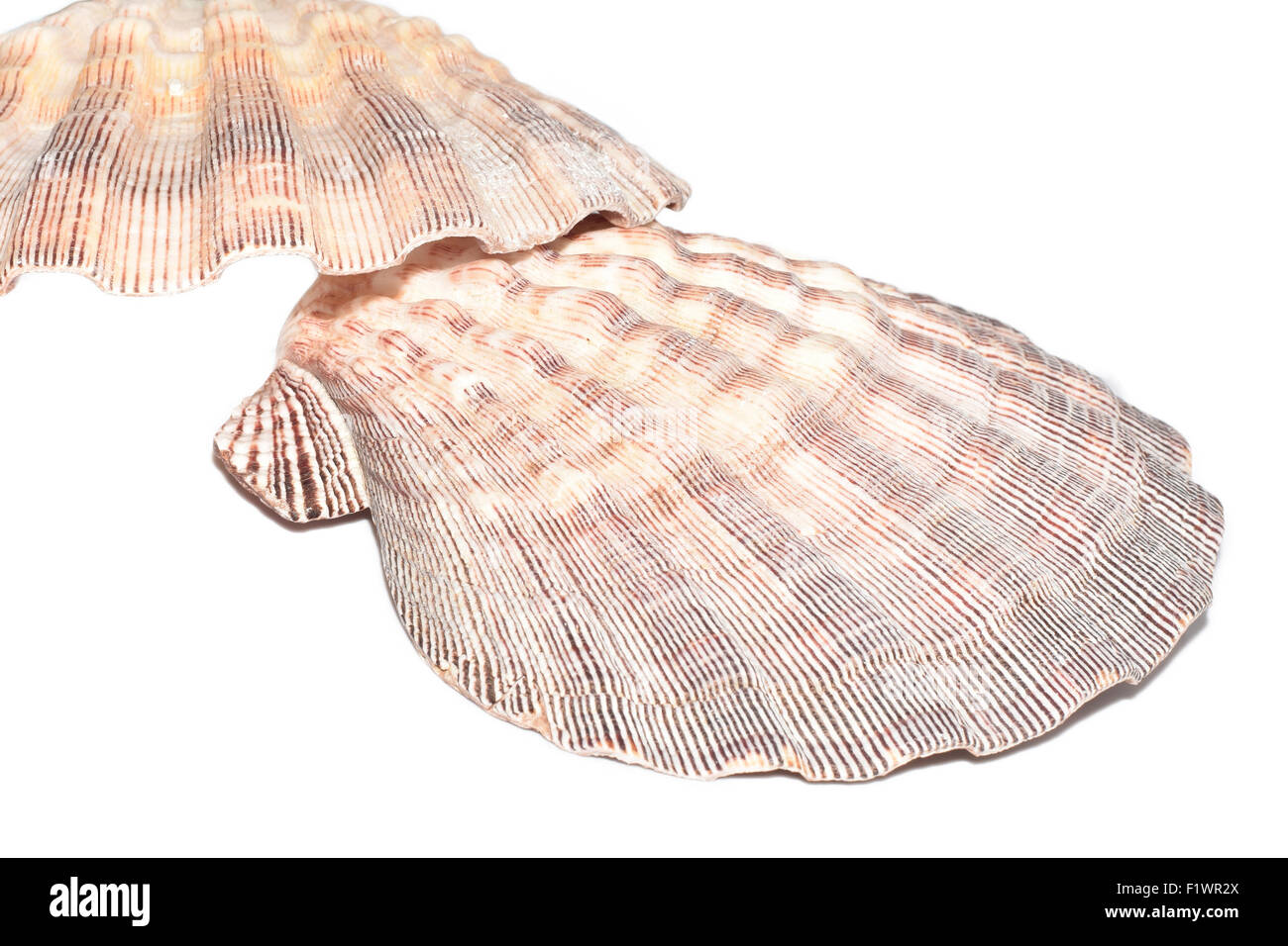 Les mollusques marins nodosus Lyropecten sur fond blanc Banque D'Images