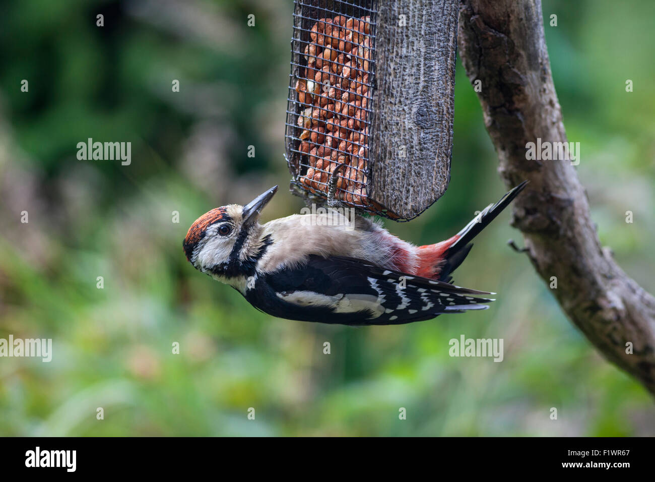 Pic mineur Dendrocopos major sur jardin et UK Banque D'Images