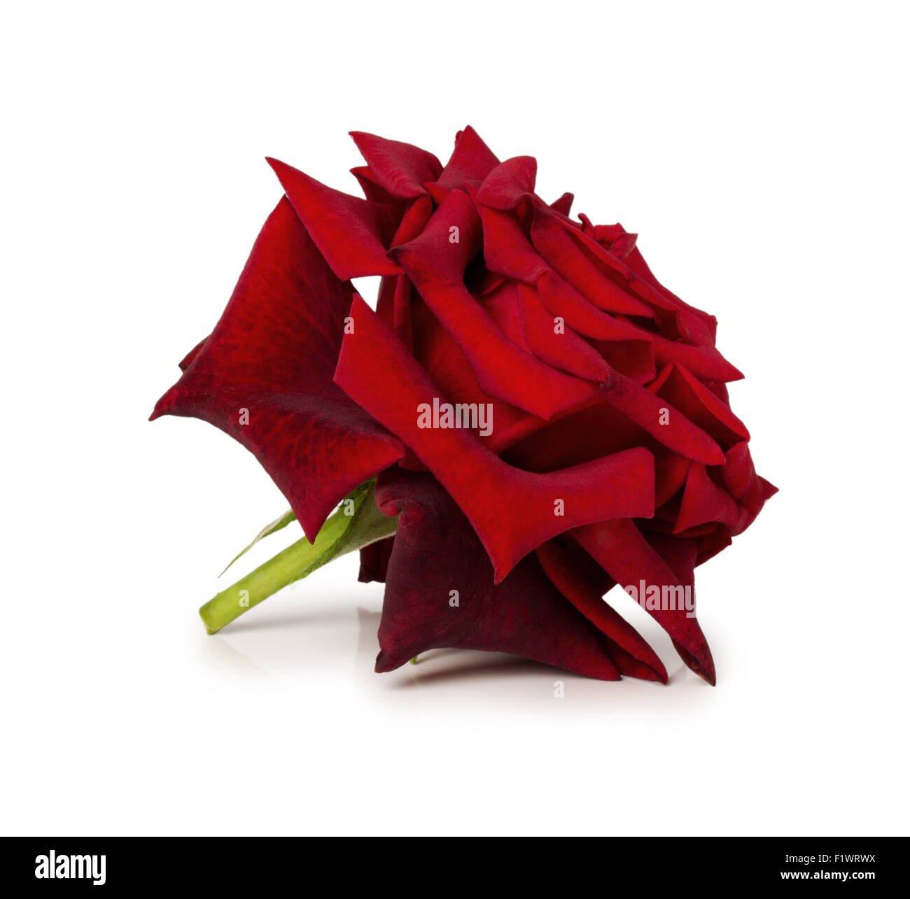 Belles roses rouges sur fond blanc. Banque D'Images