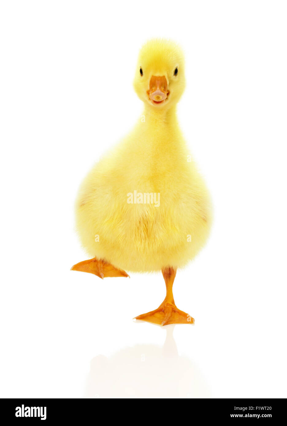 Joli petit canard isolé sur le fond blanc. Banque D'Images