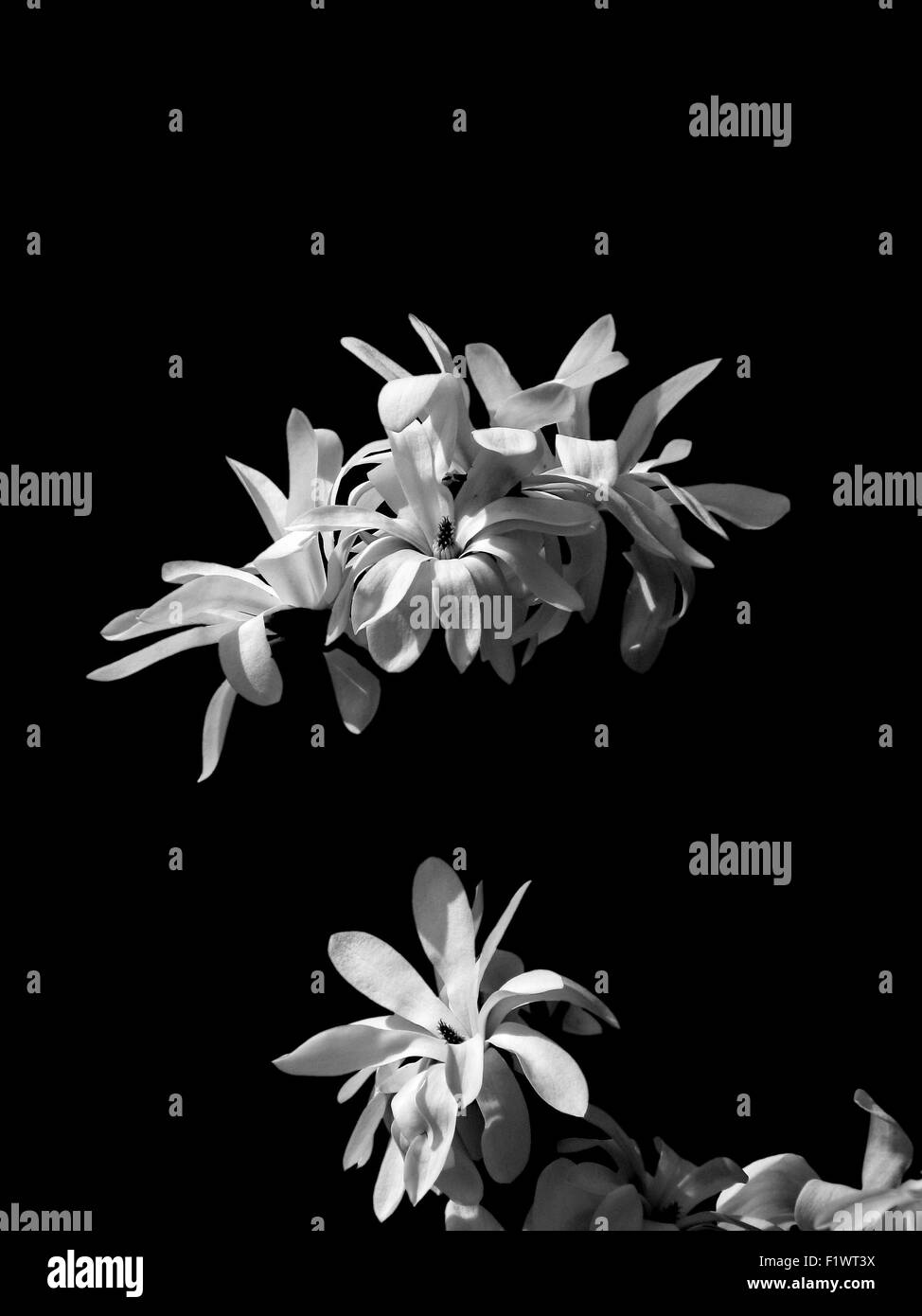 Photo en noir et blanc de fleurs. Banque D'Images