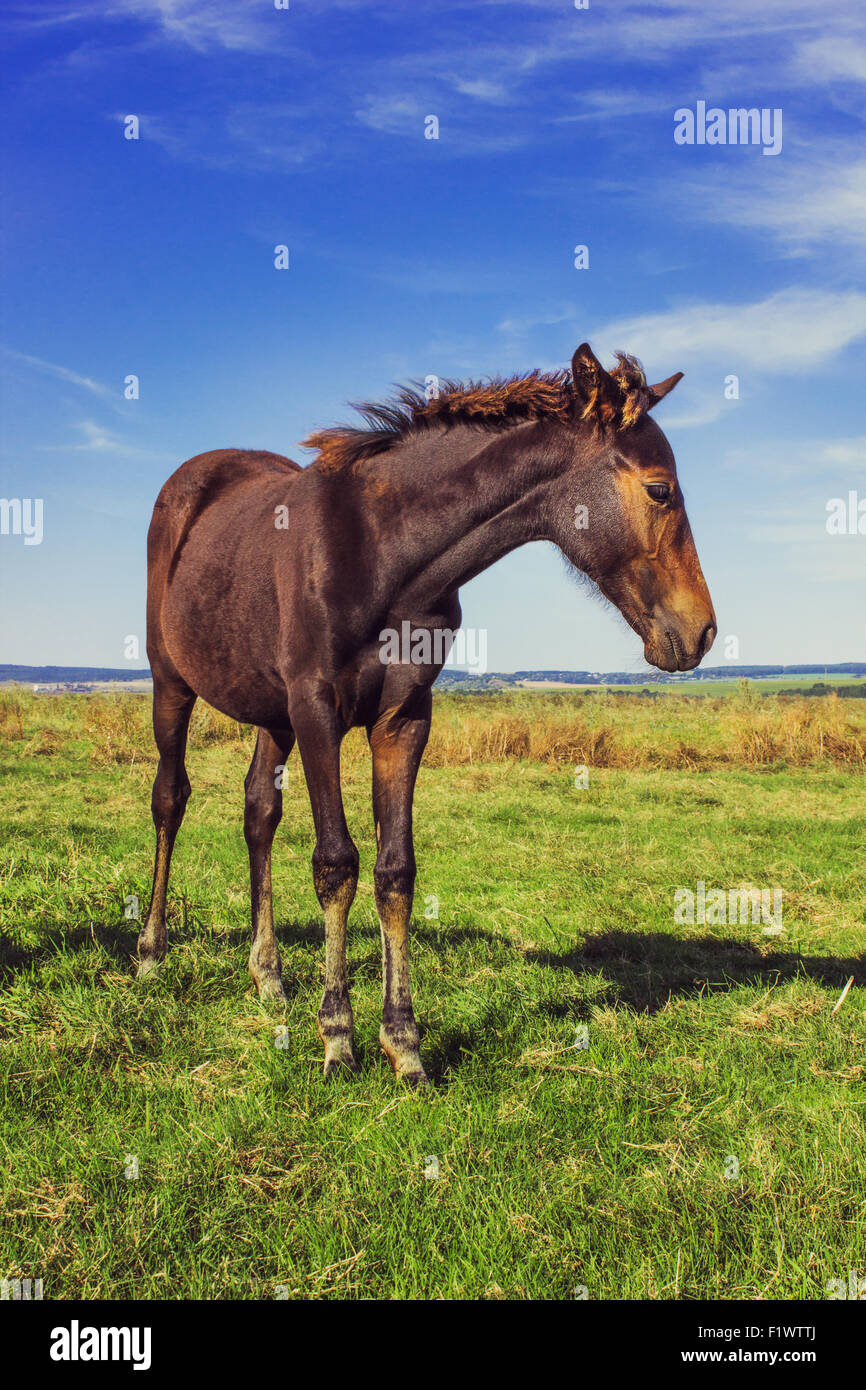 Bay horse dans le domaine sur le fond de ciel. Banque D'Images