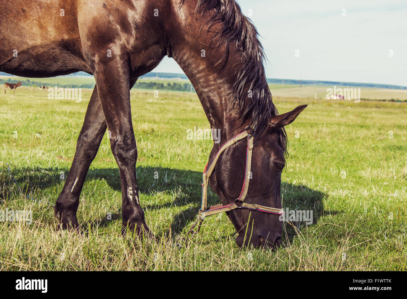 Bay horse dans le domaine sur le fond de ciel. Banque D'Images