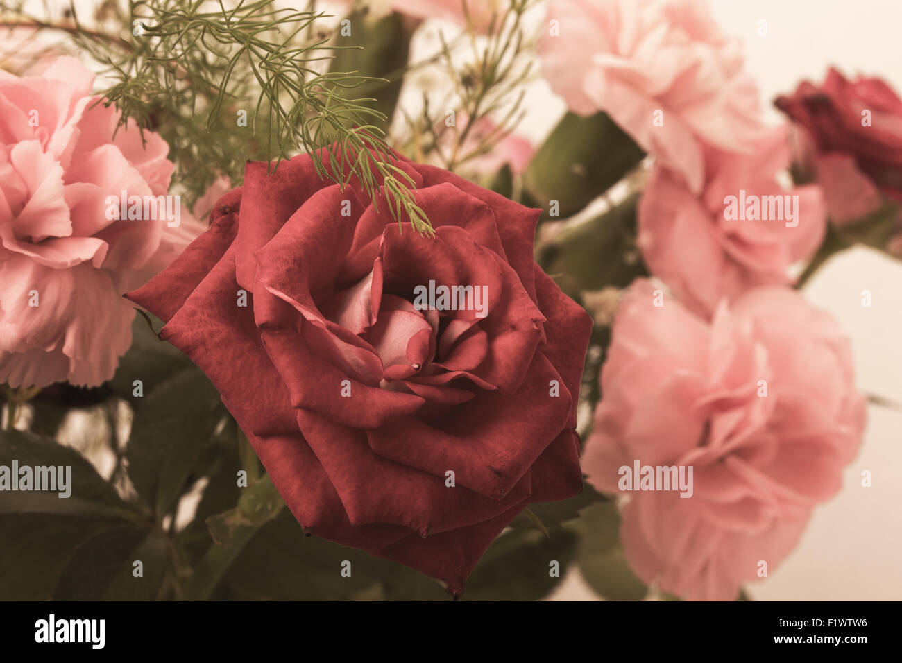 Bouquet de roses rose et rouge isolé sur fond blanc. Banque D'Images