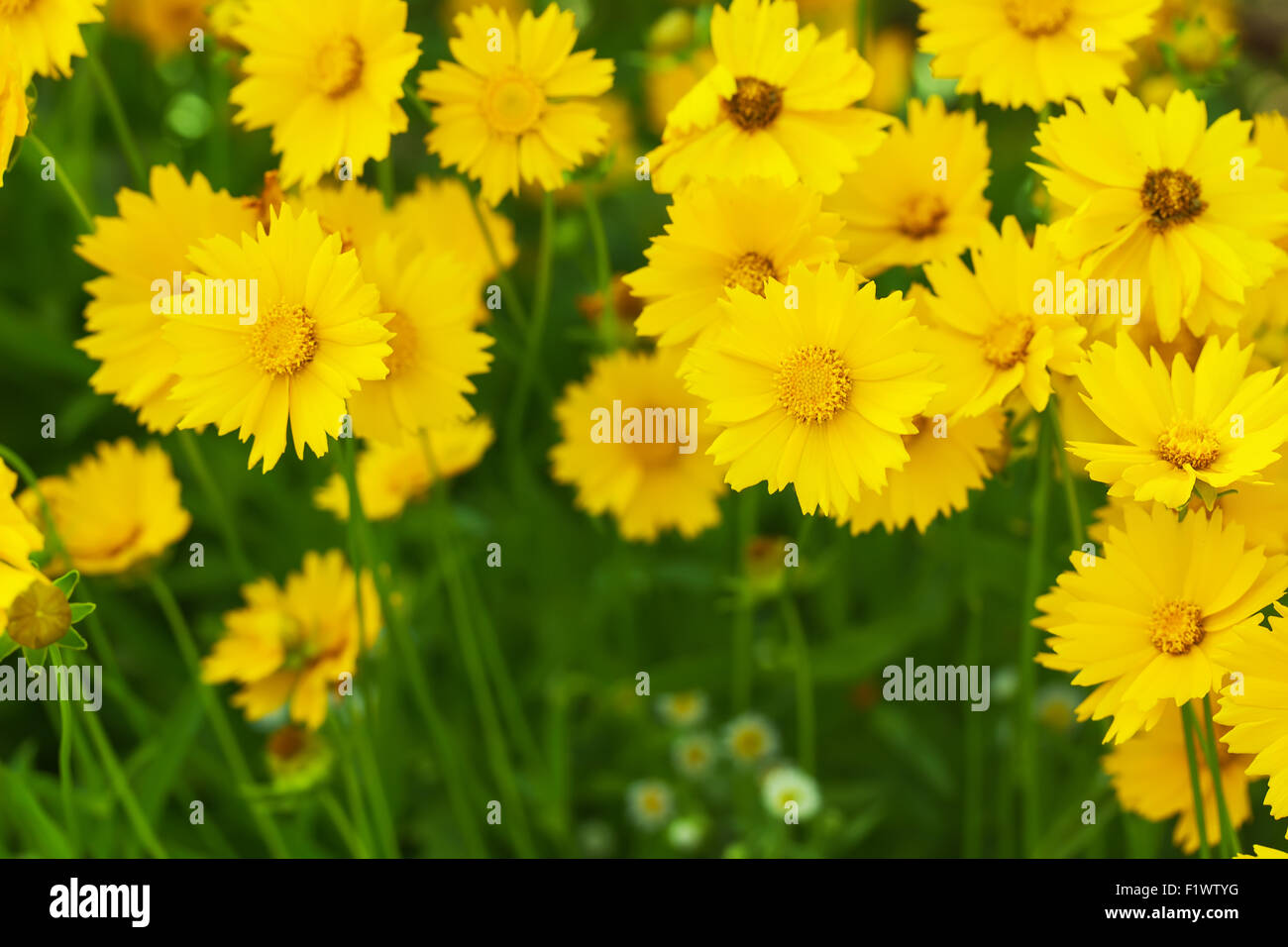Parterre de fleurs jaunes. Banque D'Images
