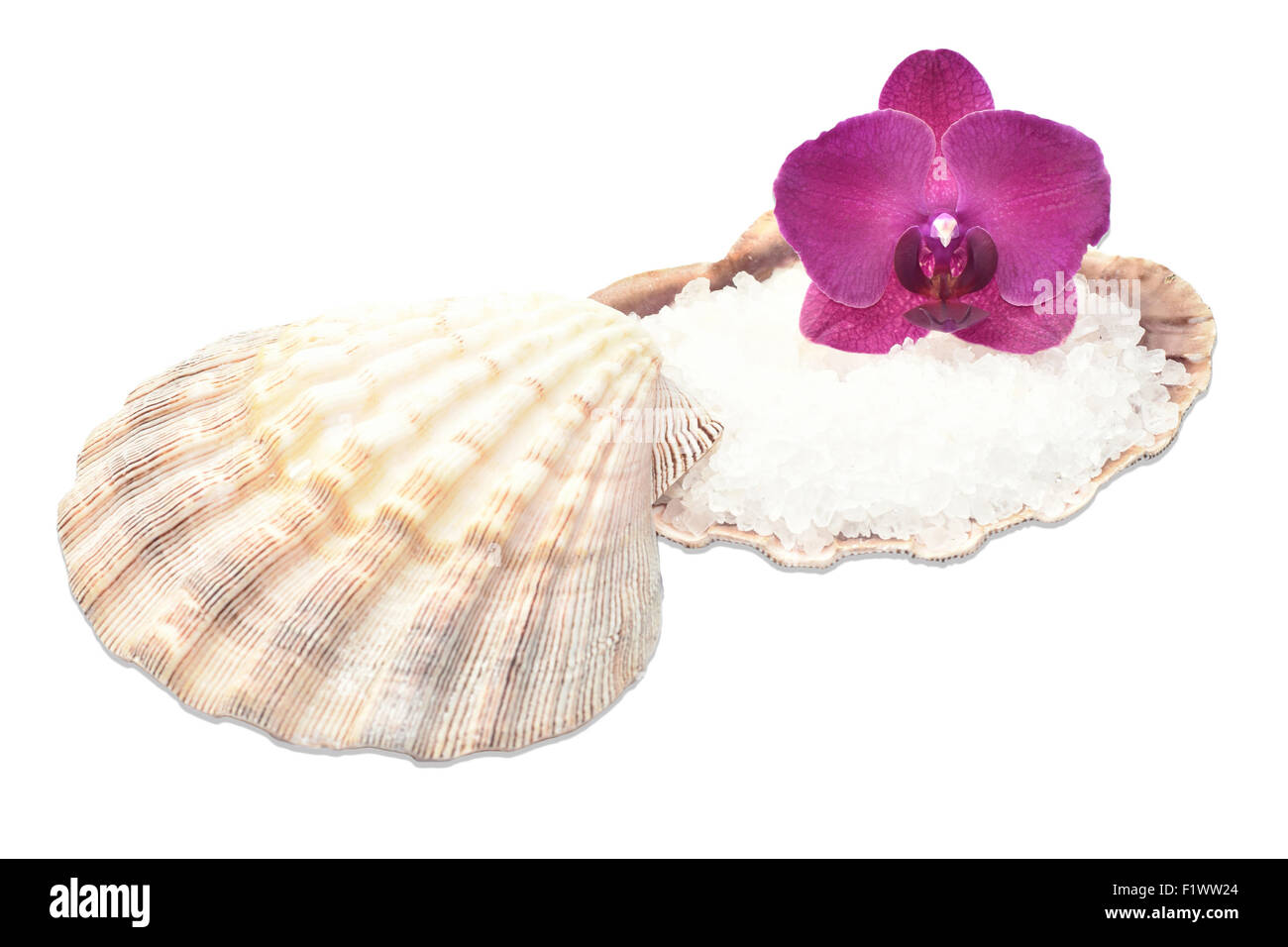 Orchid sur un coquillage avec sel de mer,décor spa Banque D'Images