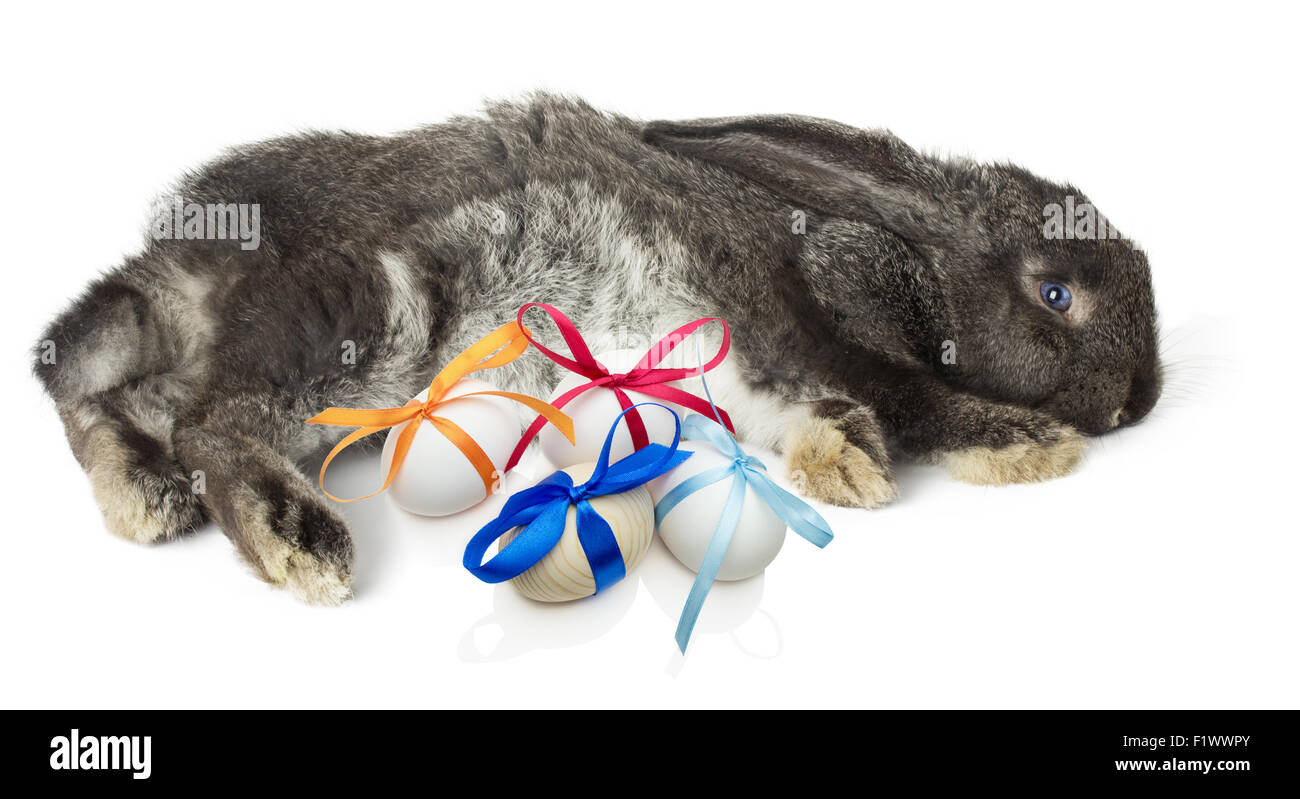 Lapin de Pâques avec des oeufs isolé sur fond blanc. Banque D'Images