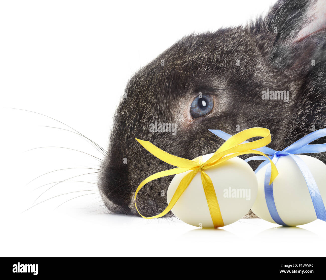 Lapin de Pâques avec des oeufs avec festive bow bleu et jaune isolé sur fond blanc. Banque D'Images