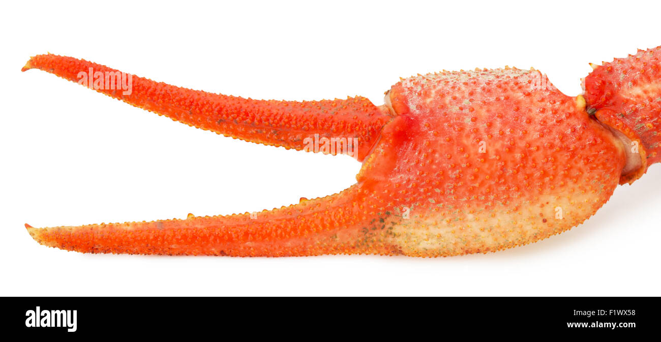 Lobster claw isolé sur un fond blanc. Banque D'Images