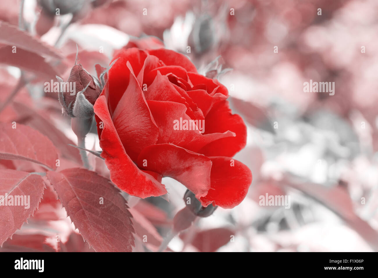 rose rouge. Banque D'Images