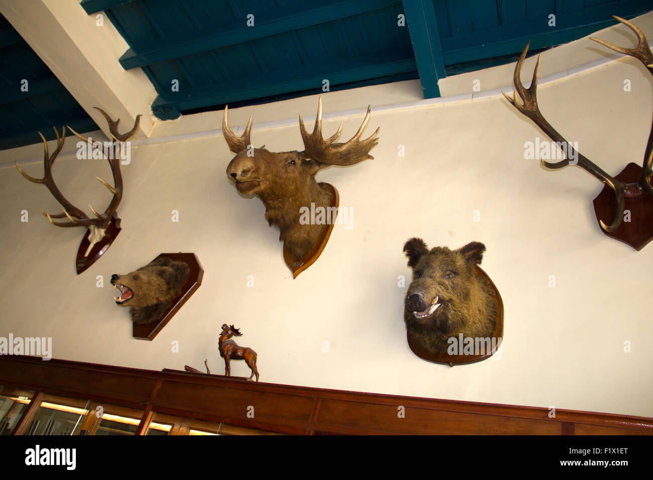 Le Museo de Armas/ Wedding Shop Museum de trophées sur le mur à La Havane - Cuba Banque D'Images