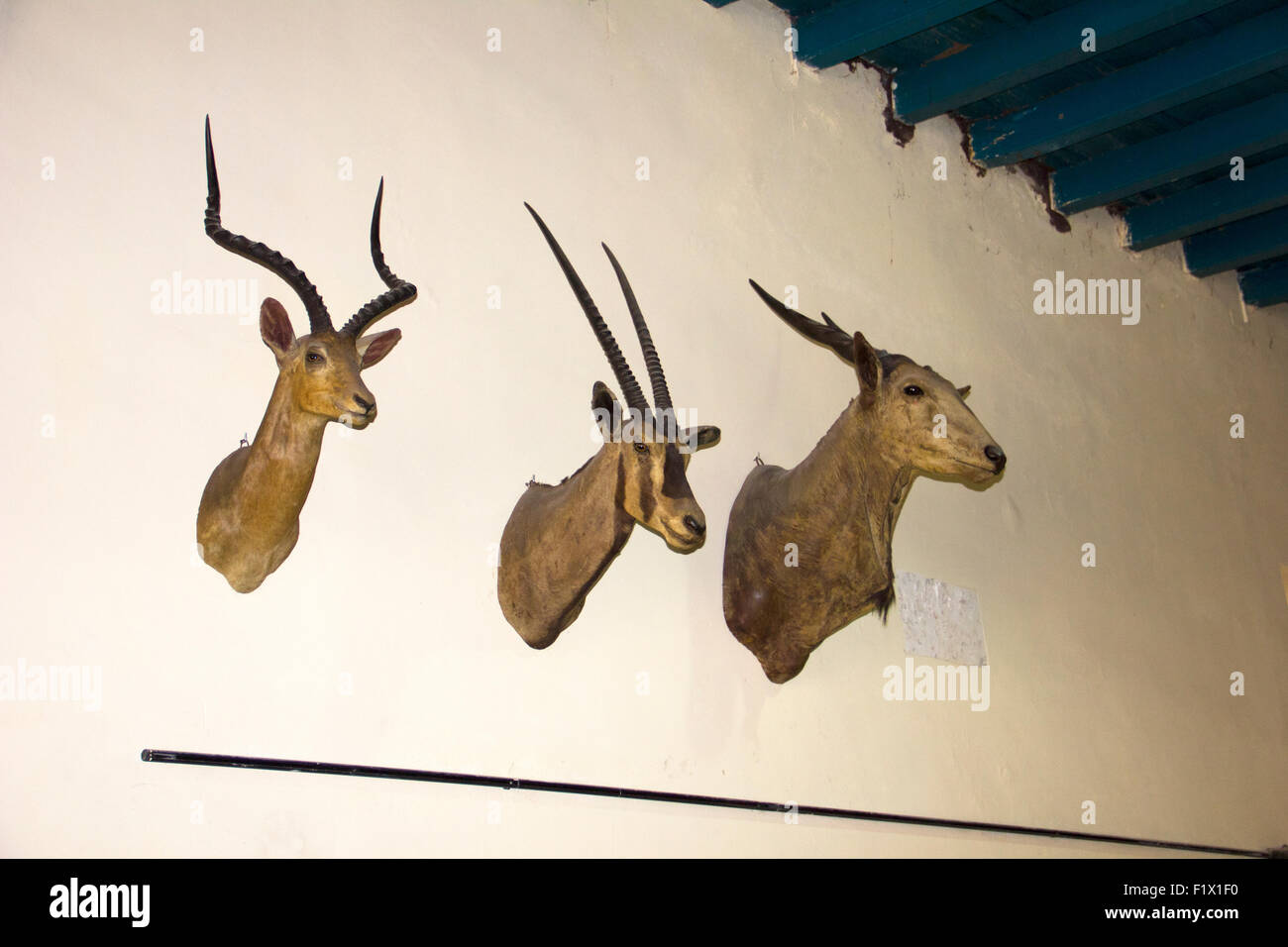 Le Museo de Armas/ Wedding Shop Museum de trophées sur le mur à La Havane - Cuba Banque D'Images