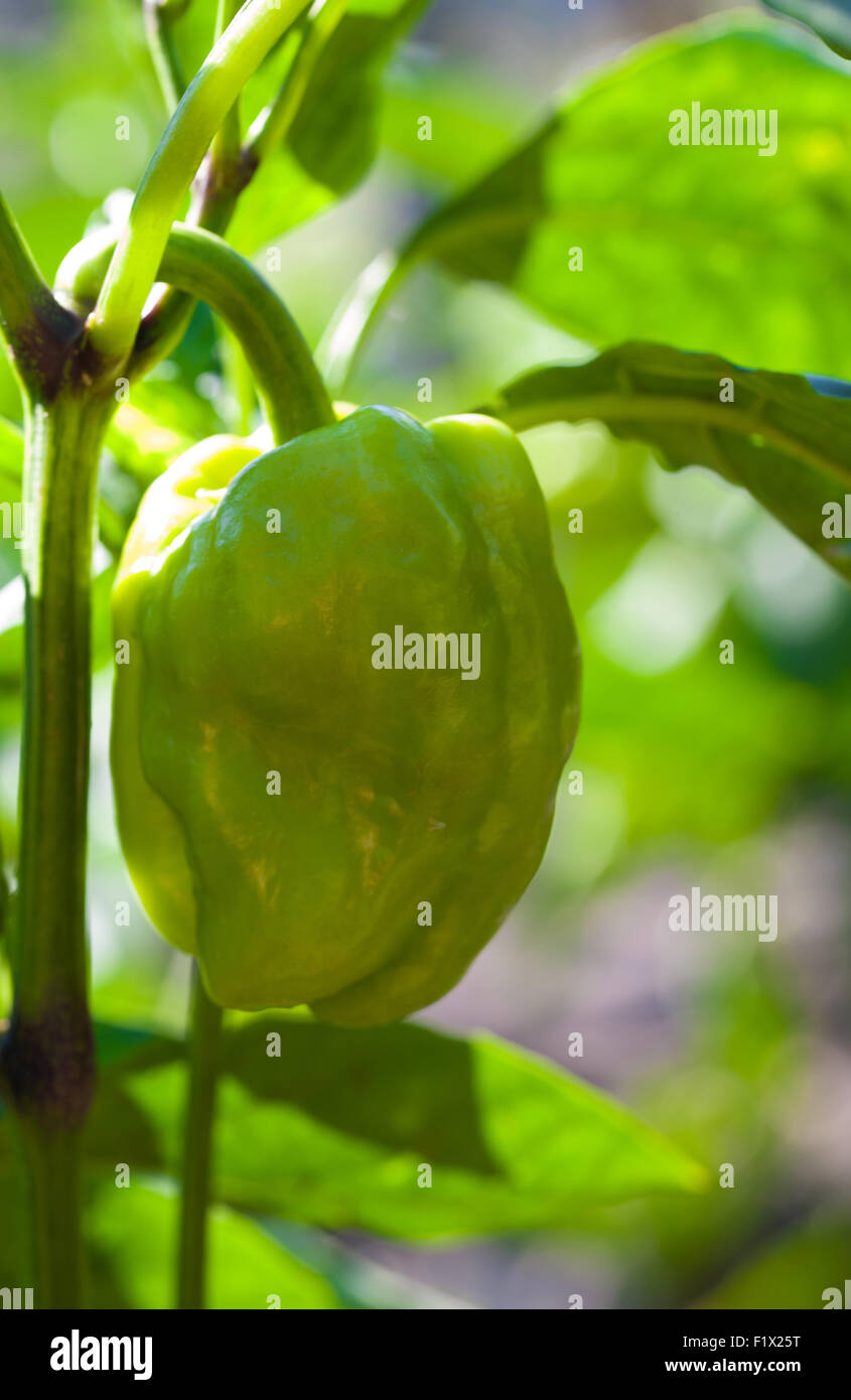 Poivrons doux naturel poussant dans le jardin Banque D'Images