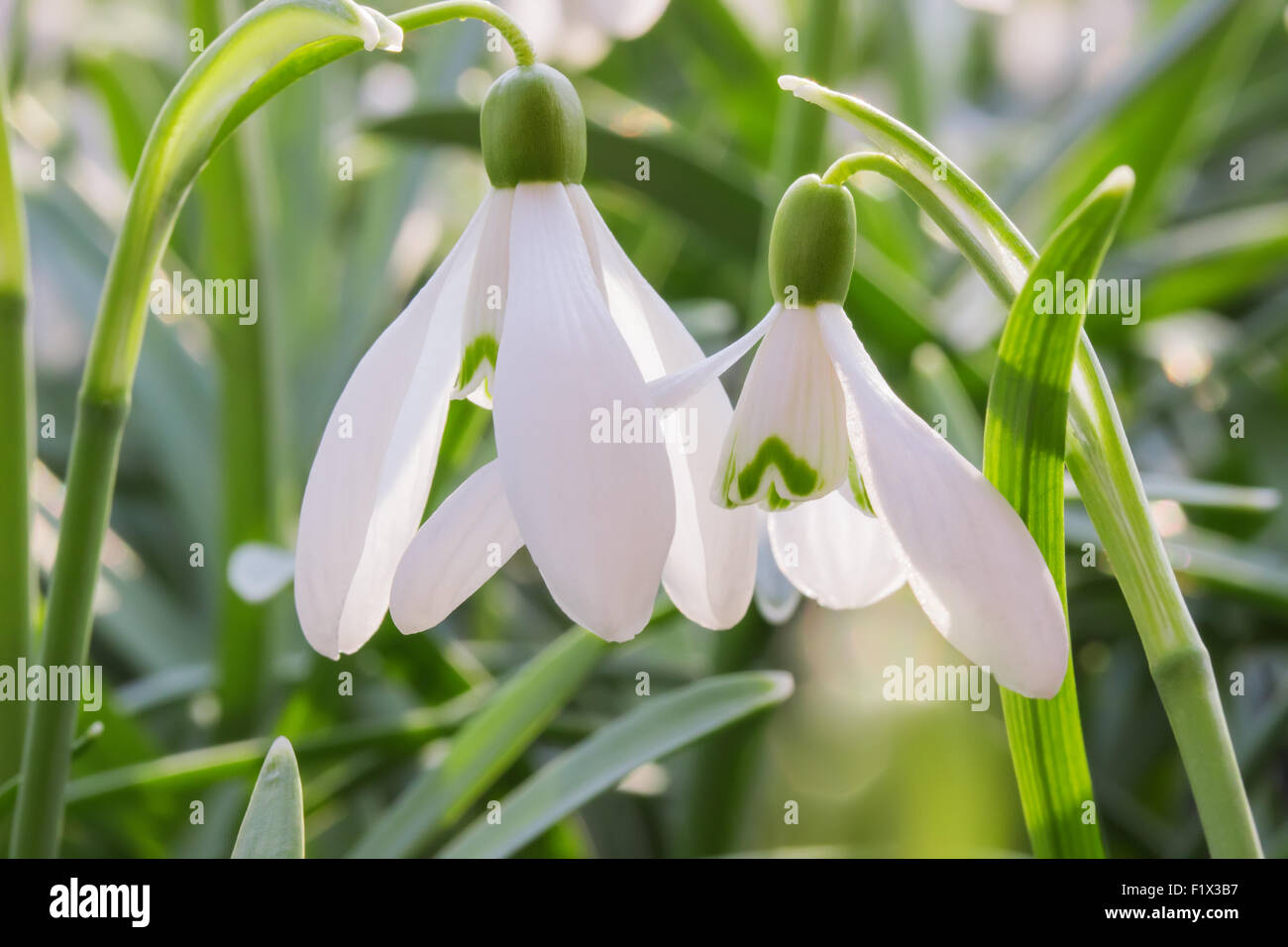 Perce-neige magnifique dans un bois. Banque D'Images