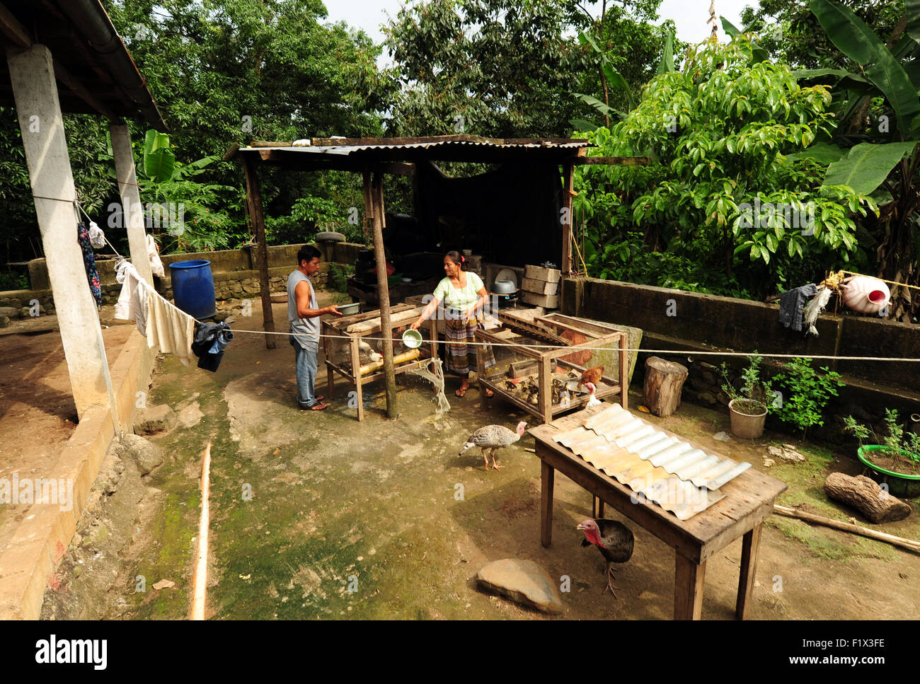 Guatemala, Retalhuleu, père et mère en donnant de la nourriture pour animaux domestiques (Alicia Sanchez Juarez 47, Moises Soto Lopez 47) Banque D'Images