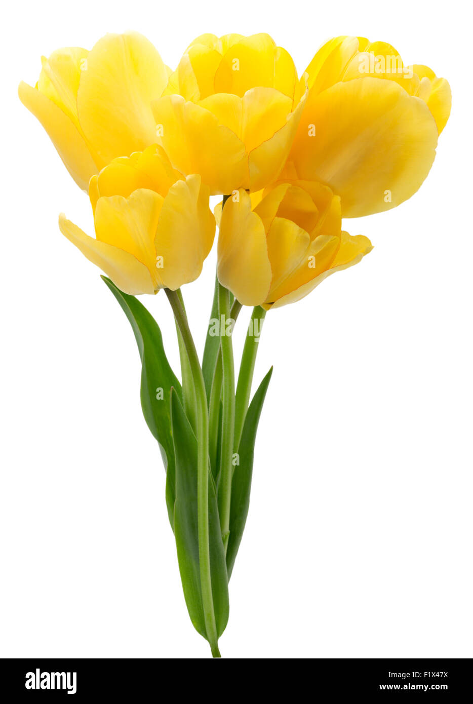 Tulipes jaune isolé sur fond blanc. Banque D'Images