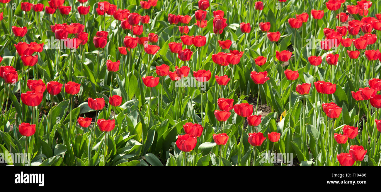 Parterre de tulipes rouge et jaune isolé sur fond blanc. Banque D'Images