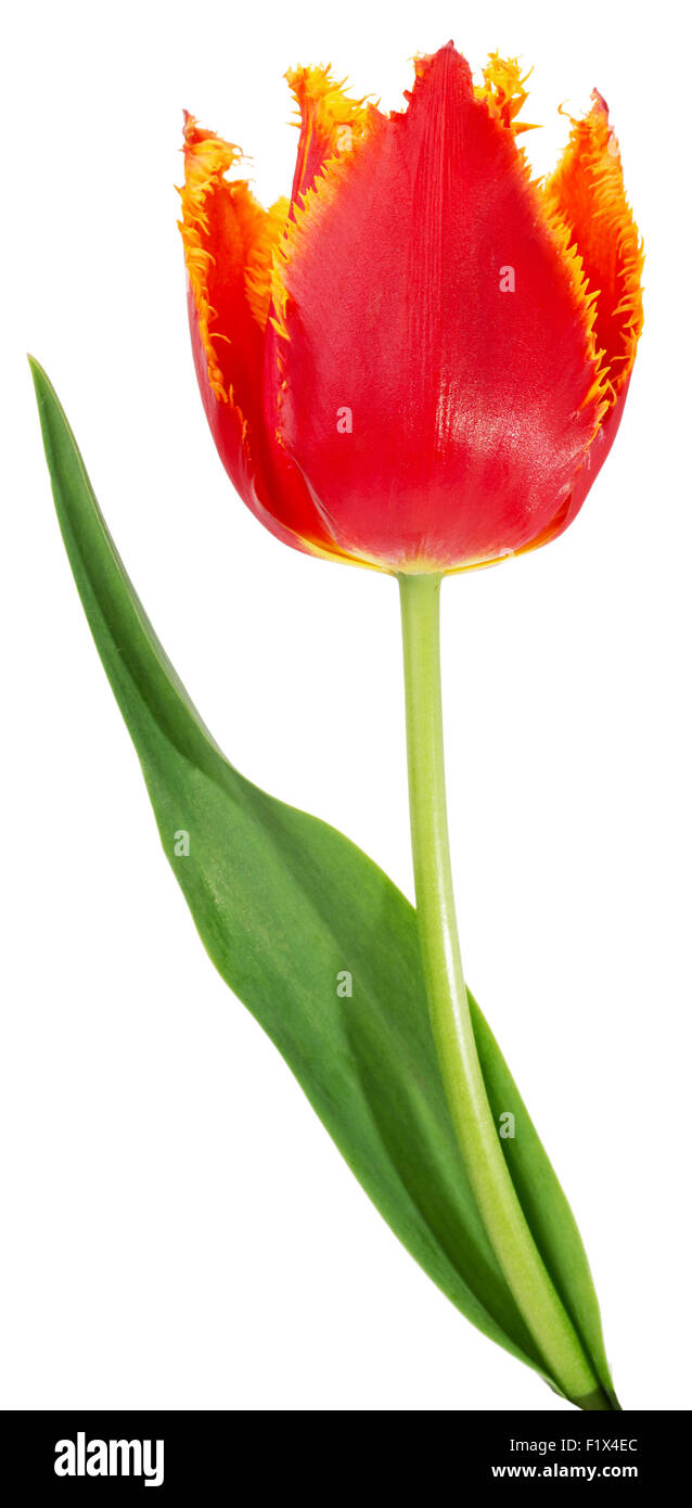 Avec orange tulip rouge isolé sur fond blanc. Banque D'Images