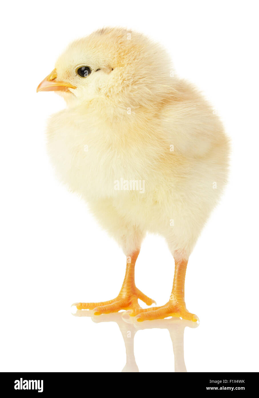 Poulet peu isolé sur un fond blanc. Banque D'Images Poulet peu isolé sur un fond blanc. Banque D'Images