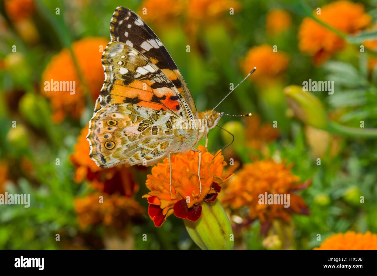 La belle dame (Vanessa cardui) papillon sur une fleur à oeillet d'automne Banque D'Images
