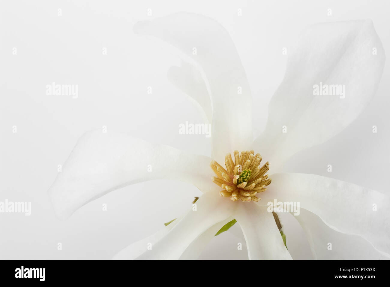 Fleur de magnolia. Banque D'Images
