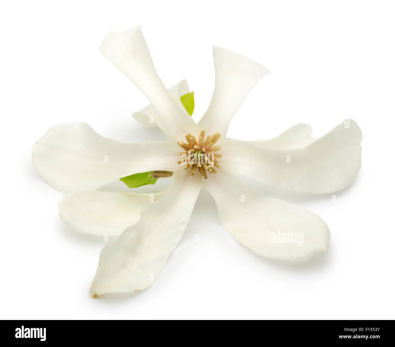 Magnolia fleurs isolé sur fond blanc Banque D'Images