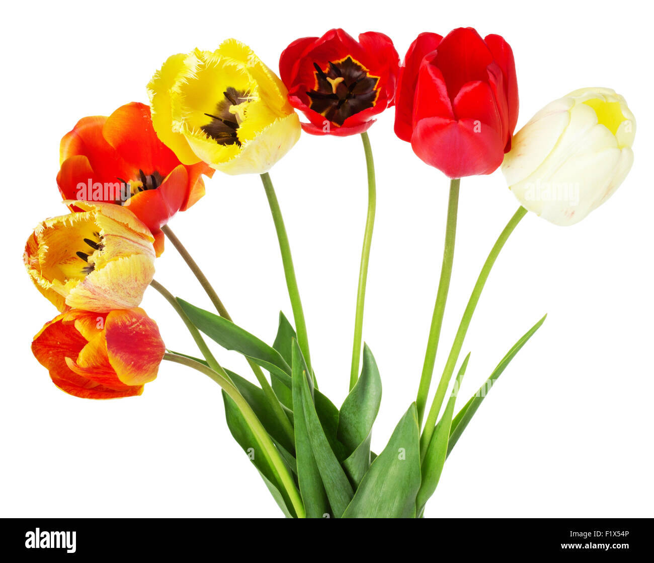 Bouquet de tulipes colorées isolé sur fond blanc. Banque D'Images