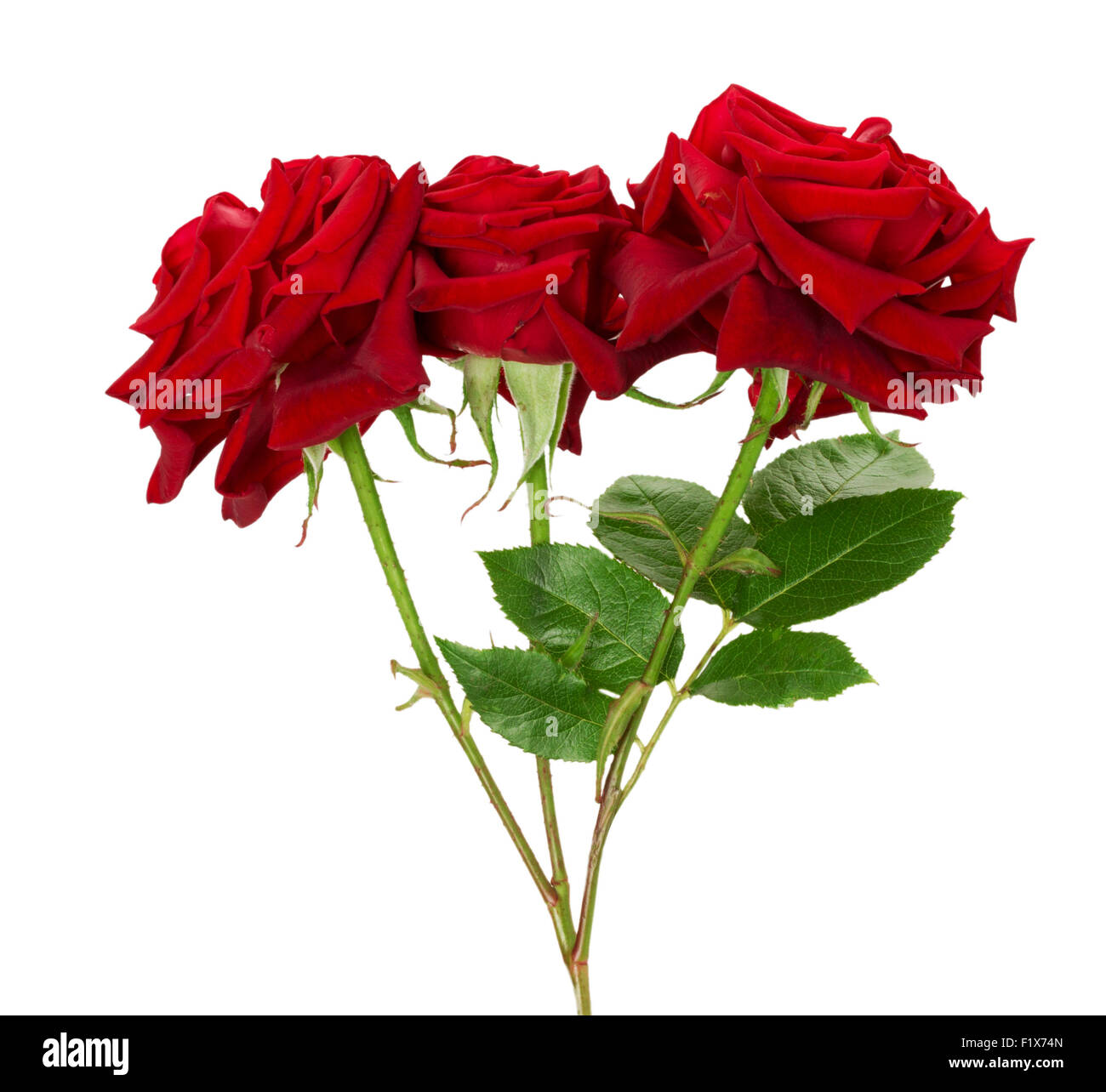 Bouquet de belles roses rouges sur fond blanc. Banque D'Images
