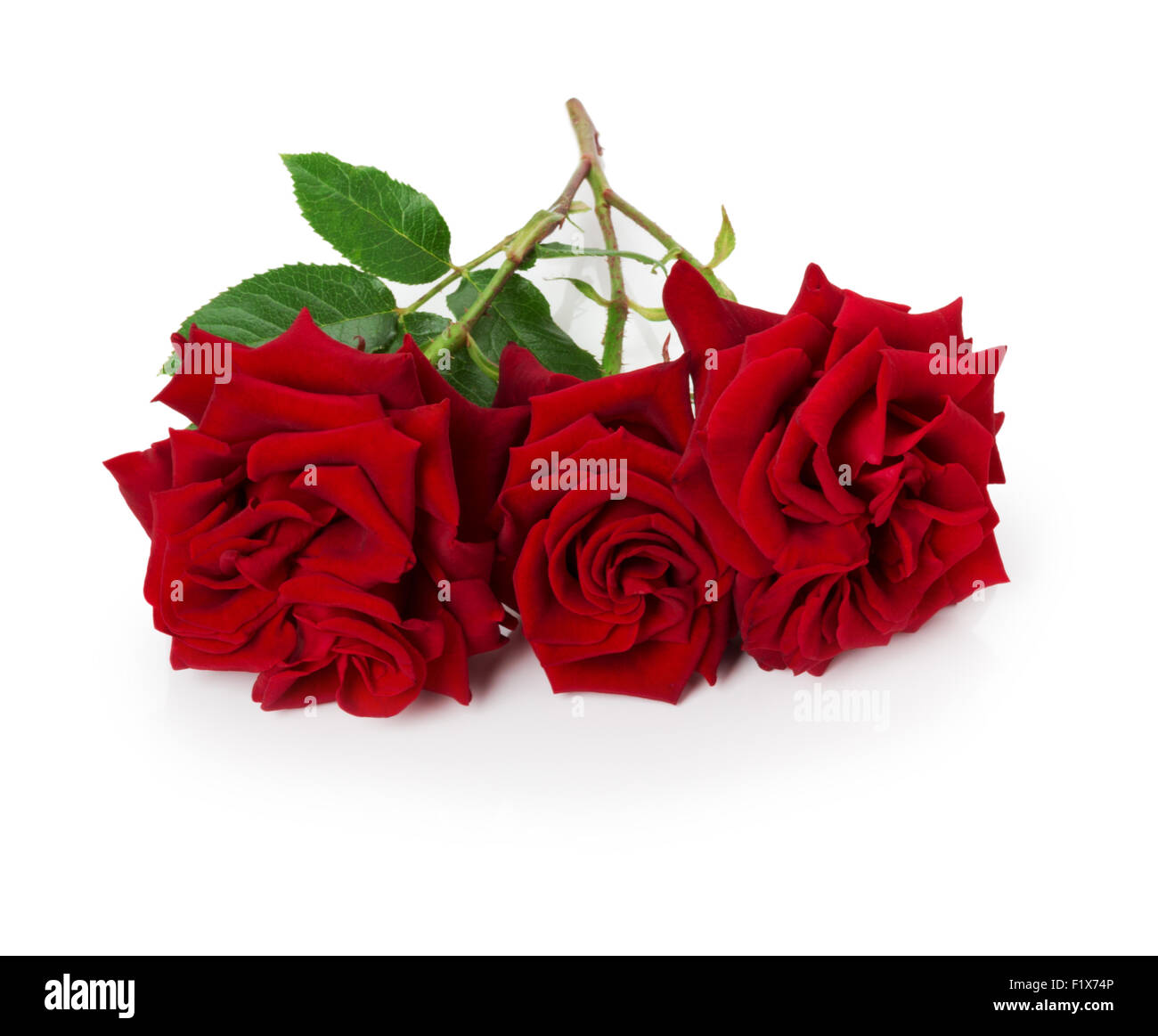 Bouquet de belles roses rouges sur fond blanc. Banque D'Images