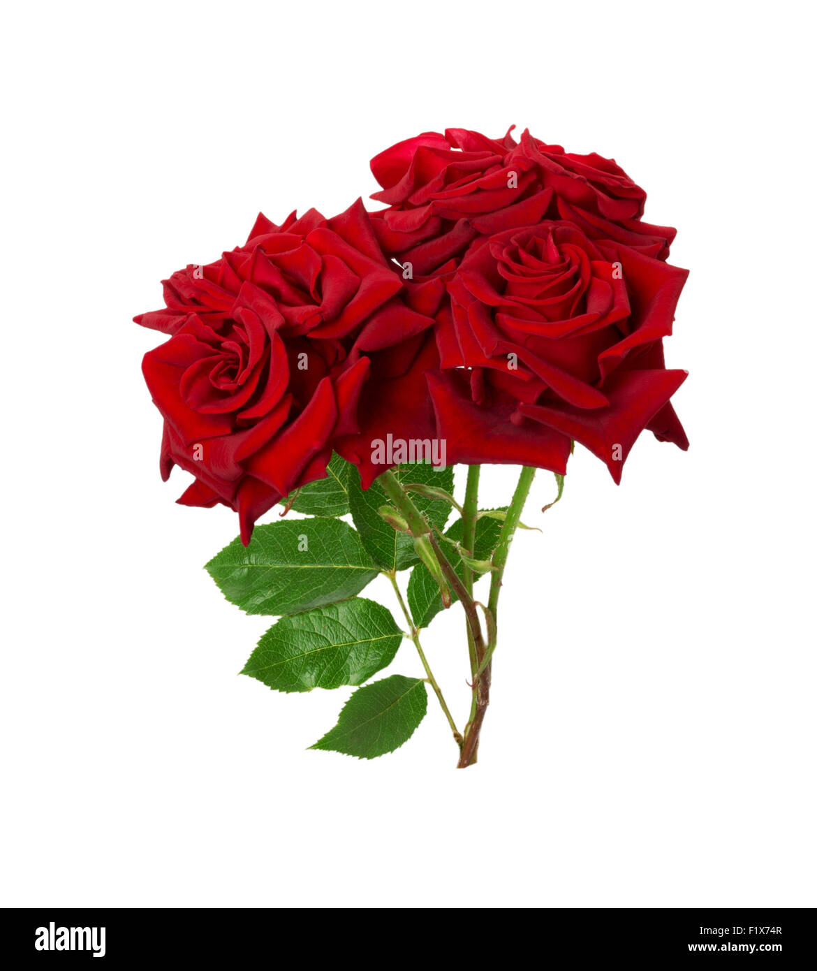 Bouquet de belles roses rouges sur fond blanc. Banque D'Images