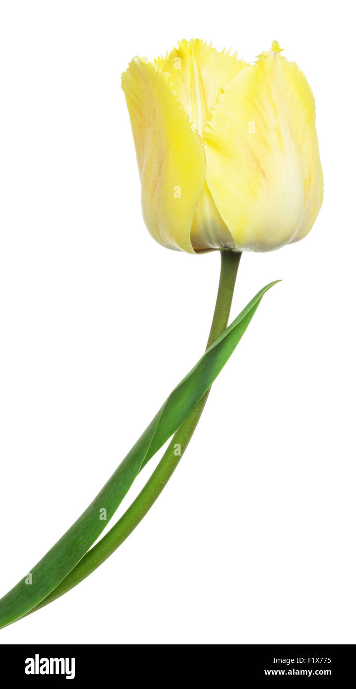 Tulipe jaune sur un fond blanc. Banque D'Images