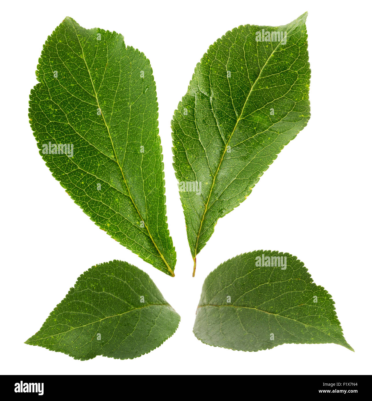 Plum feuilles isolées sur fond blanc. Banque D'Images