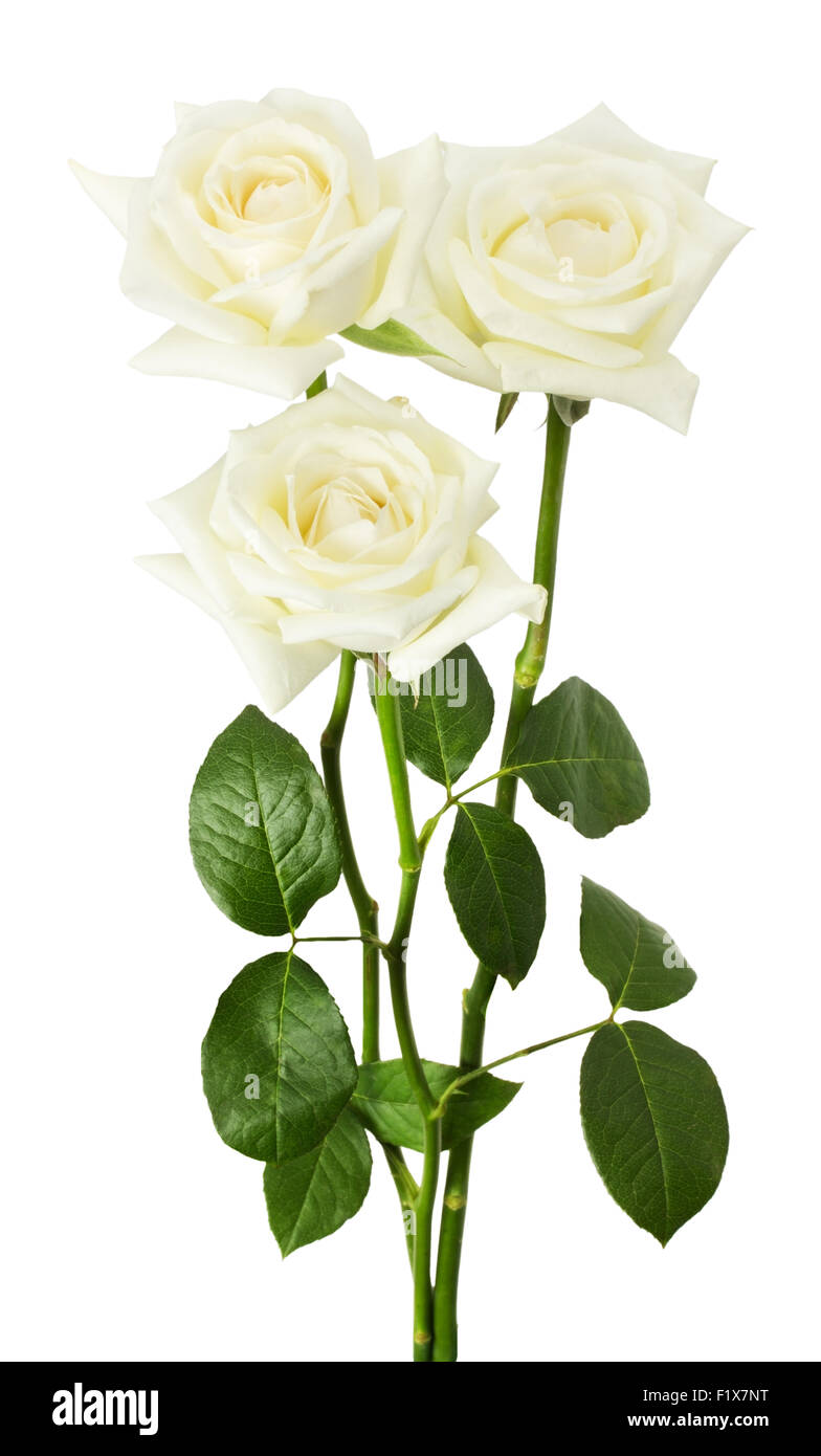 Roses blanc isolé sur fond blanc. Banque D'Images Roses blanc isolé sur fond blanc. Banque D'Images