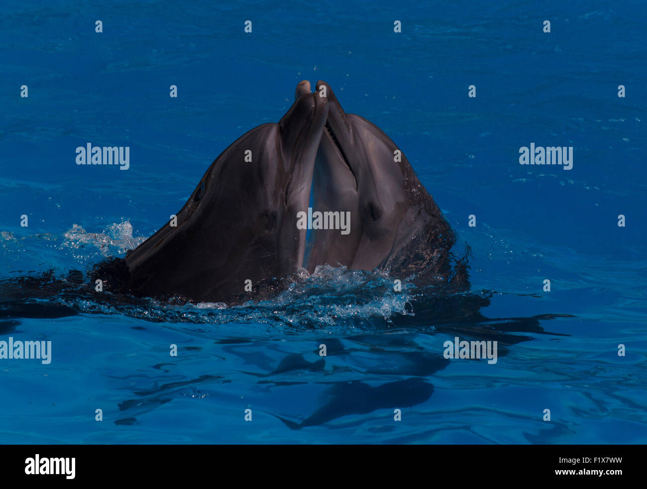 Deux dauphins nageant dans une eau bleu Banque D'Images