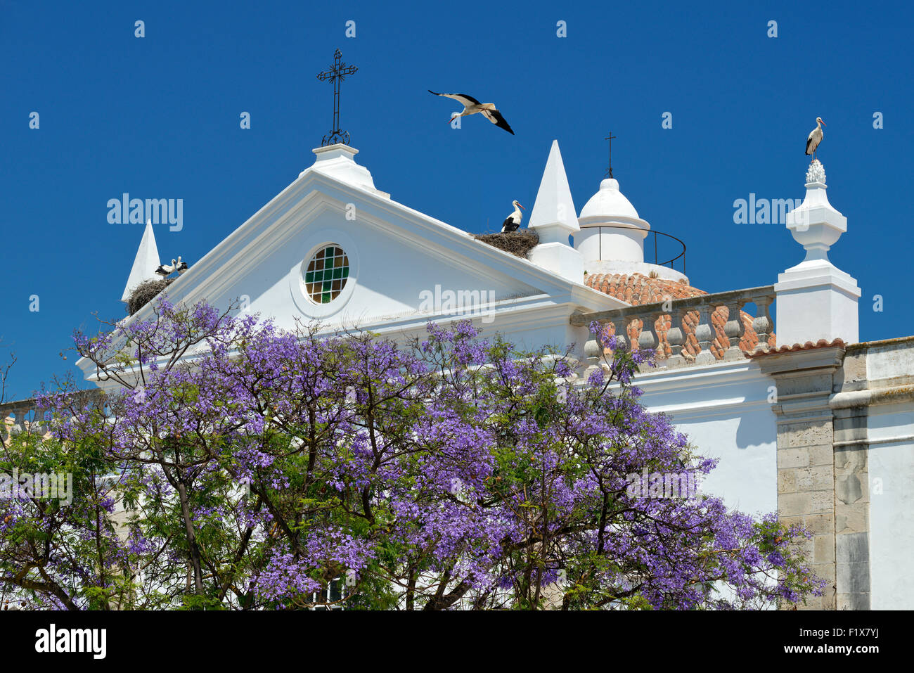 Les nids de cigognes sur un bâtiment historique ( Santa Casa da Misericórdia) dans le Manuel Bivar jardins dans la vieille ville de Faro, Algarve, Portugal Banque D'Images