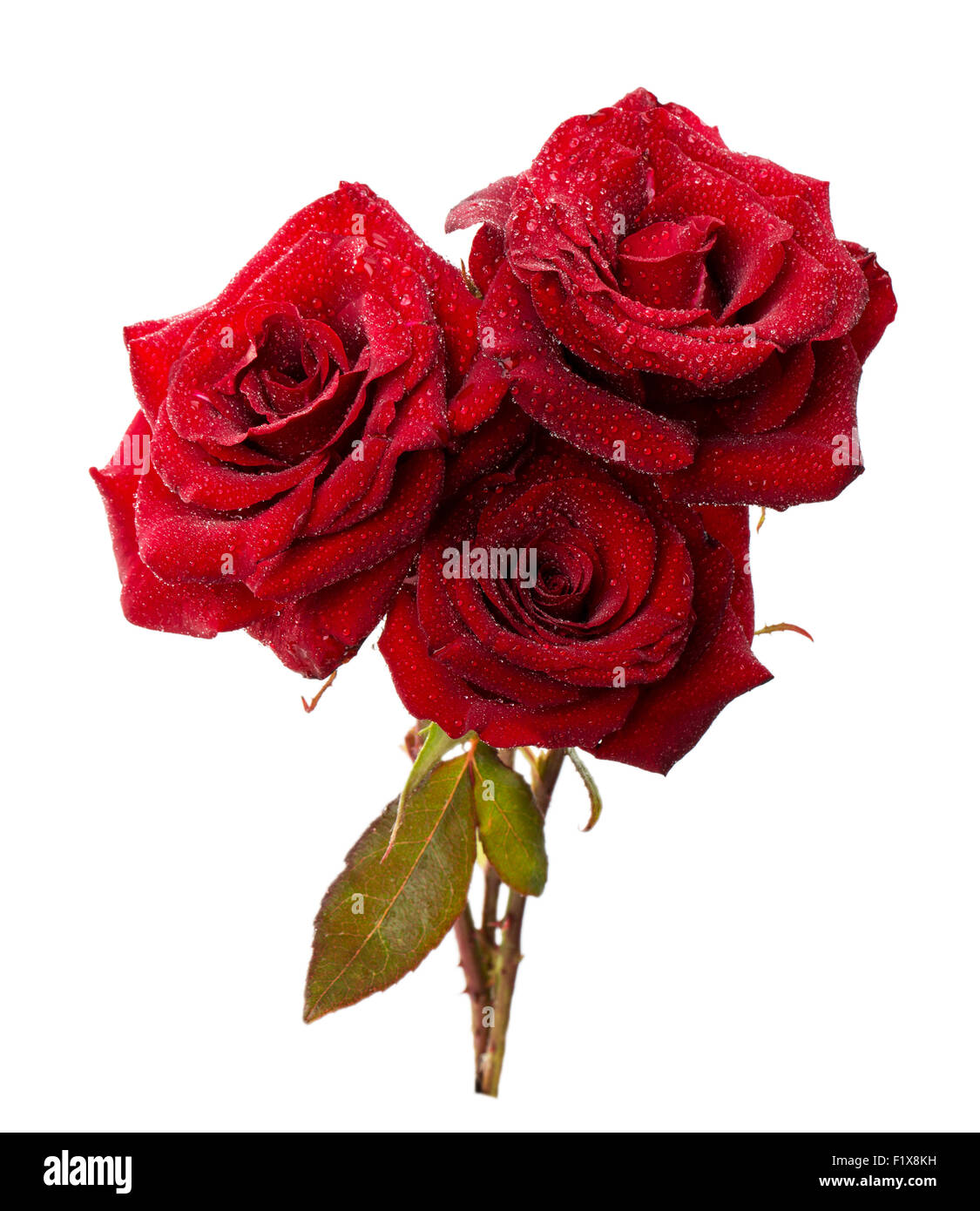 Roses rouge isolé sur fond blanc. Banque D'Images