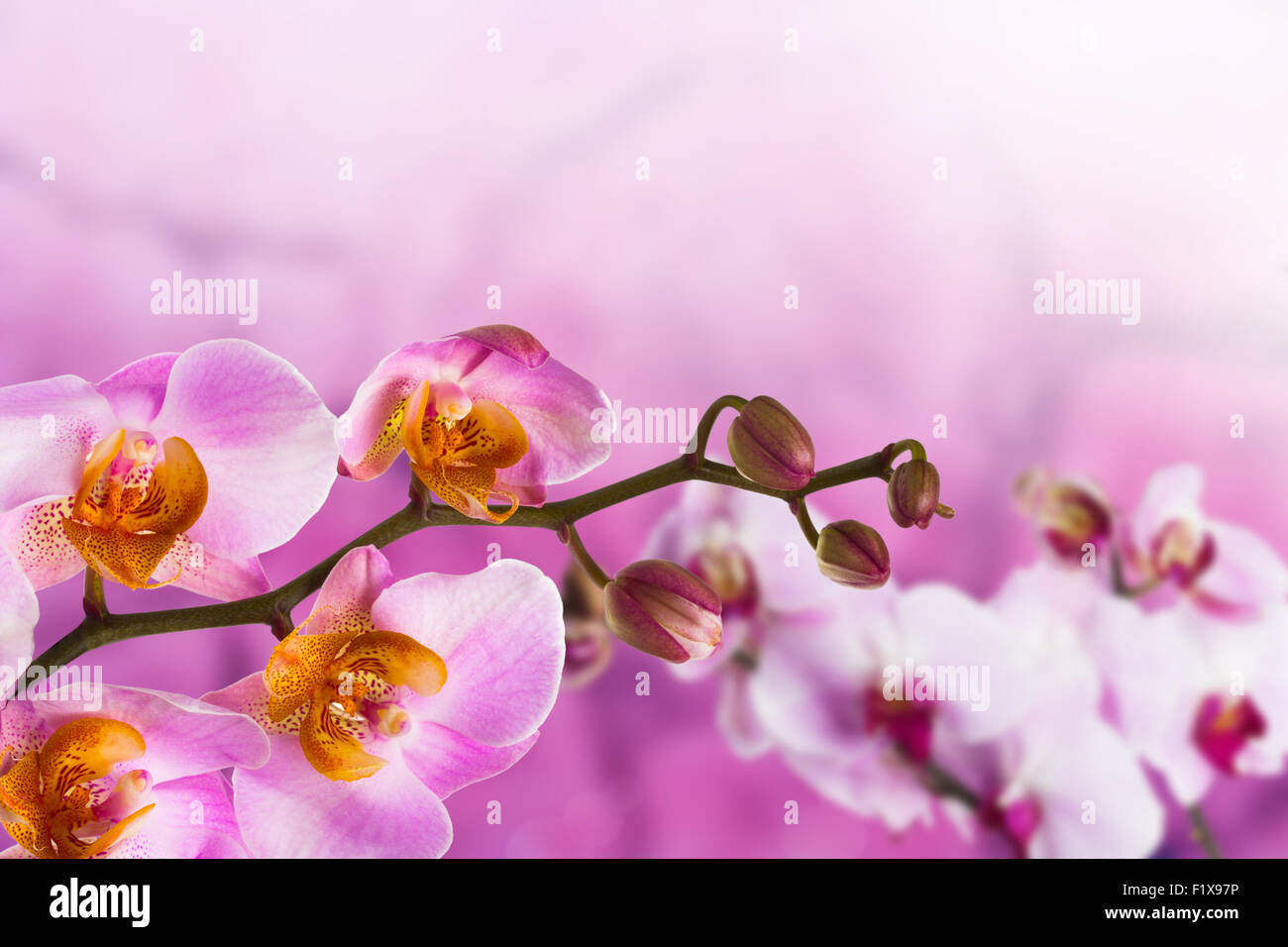 Belle orchidée sur un fond rose. Banque D'Images