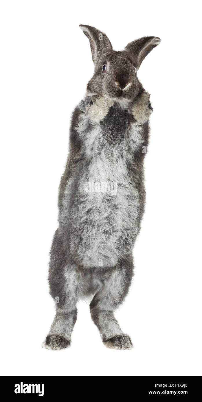 Lapin Gris sur fond blanc. Banque D'Images