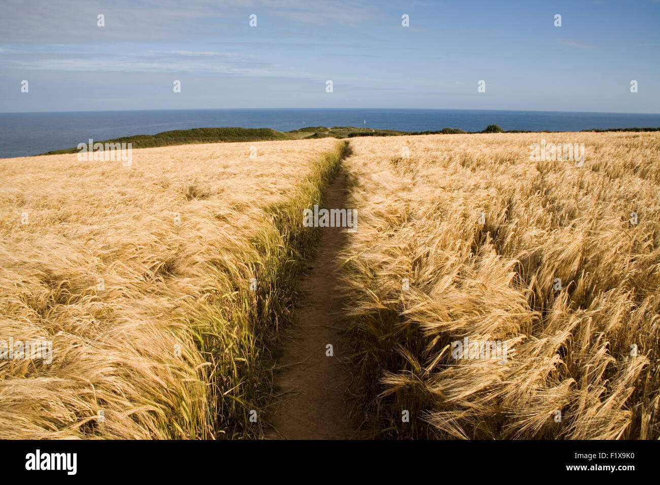 Chemin à travers champ de blé sur la falaise menant à la mer Banque D'Images