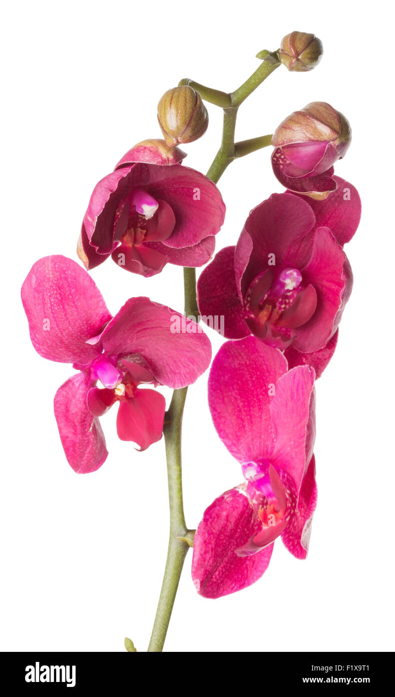 Orchidée rose sur le fond blanc. Banque D'Images