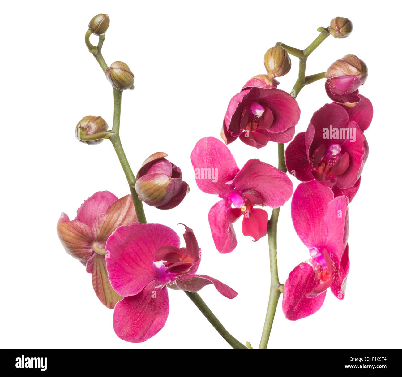 Orchidée rose sur le fond blanc. Banque D'Images