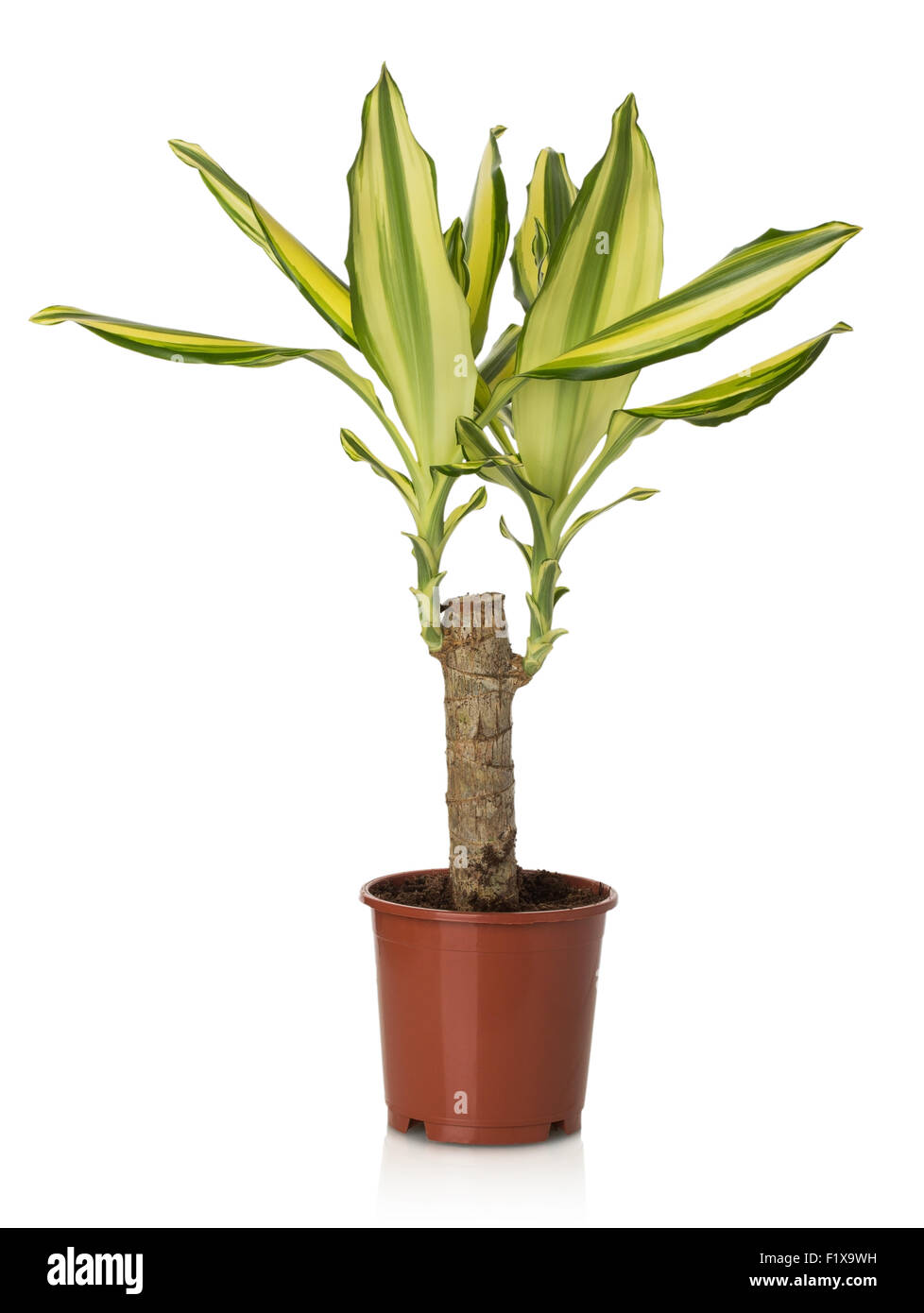 Dracaena Massangeana plantes accueil sur fond blanc Banque D'Images