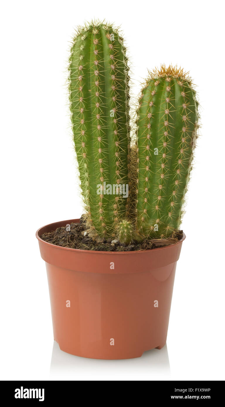 Cactus sur un fond blanc. Banque D'Images