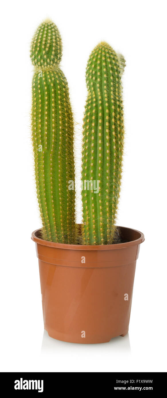 Cactus sur un fond blanc. Banque D'Images