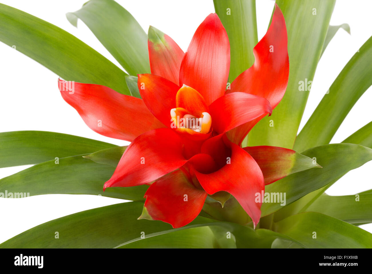 Fleur rouge de plante sur un fond blanc. Banque D'Images