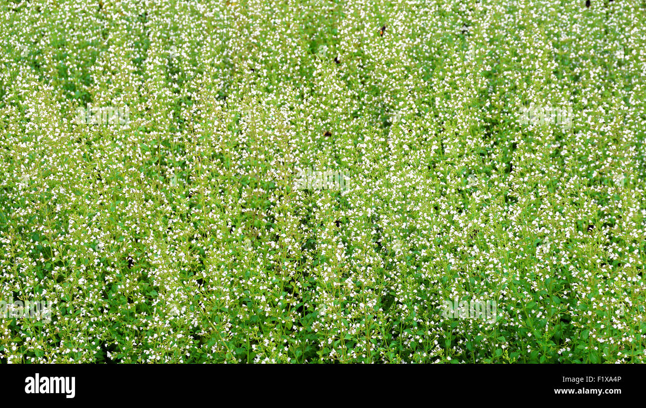 Plante verte et de fleurs blanches et de prairie champ Banque D'Images